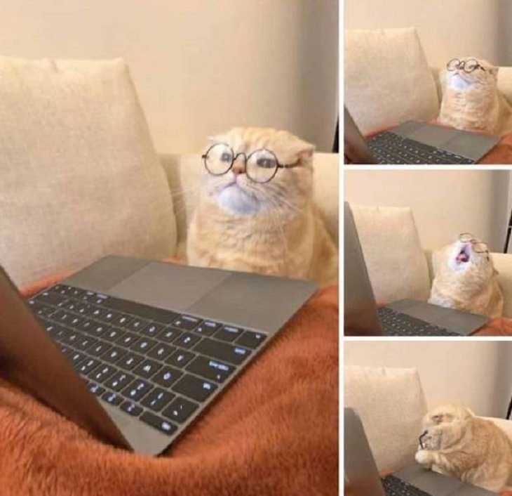 Funny Animals Pics, Working from home, cat