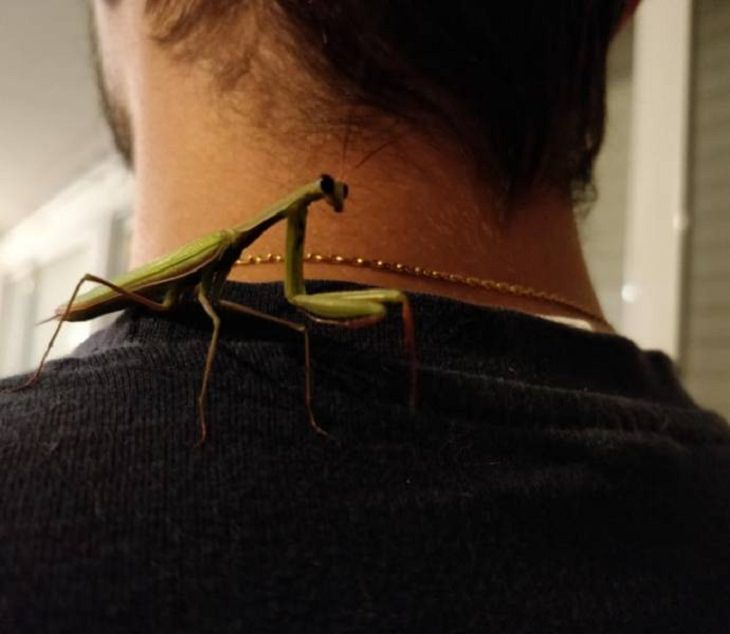 Animals and Humans, mantis 