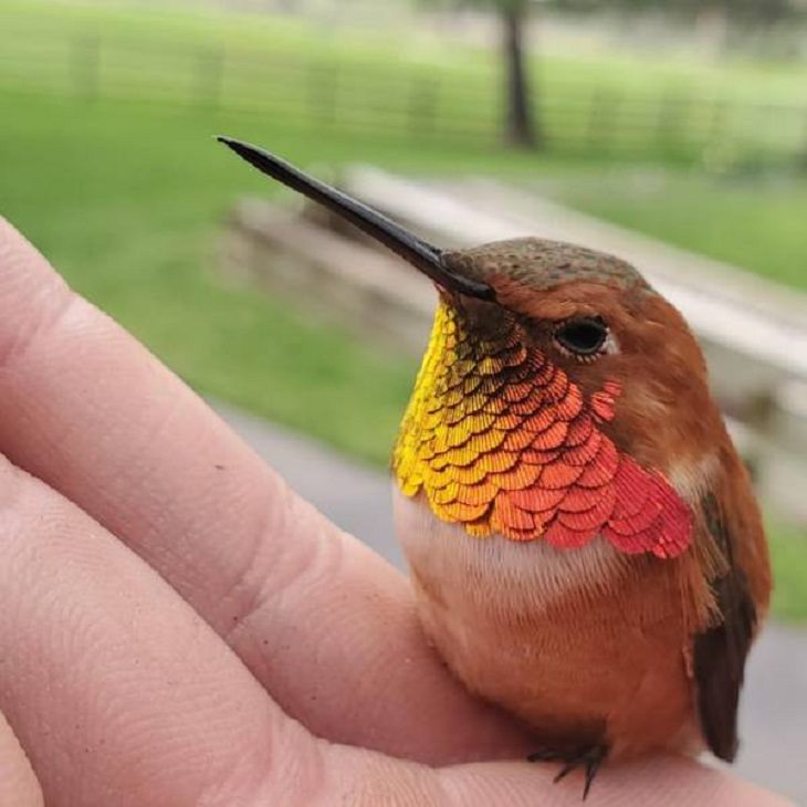 Animais e humanos beija-flor