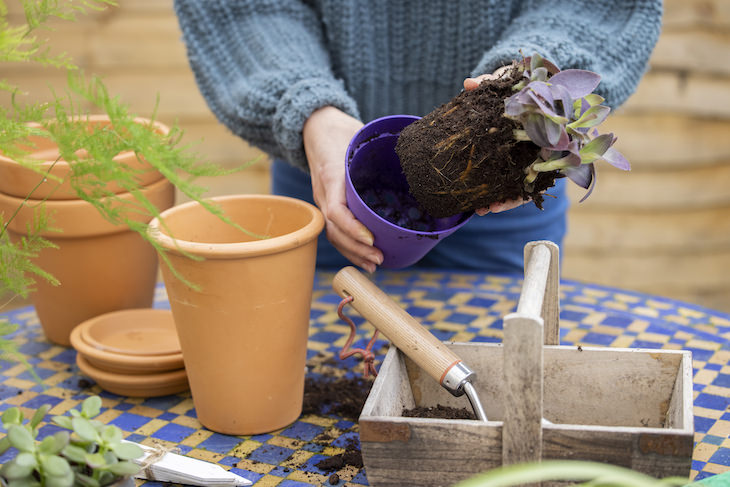 Tips to Revive a Dying Plant repot plant