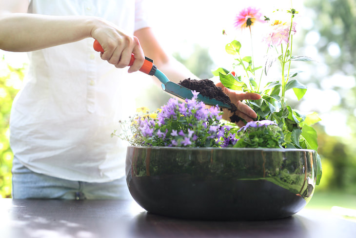 Tips to Revive a Dying Plant fertilising plants