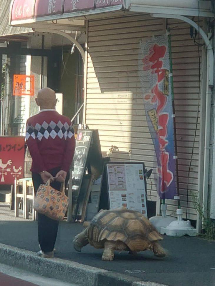 Animais e humanos tartaruga