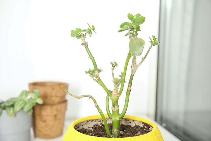 Tips to Revive a Dying Plant stem