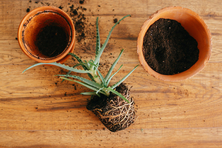 Tips to Revive a Dying Plant roots