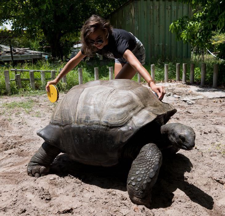 16 Photos Celebrating the Immense Power of Nature tortoise