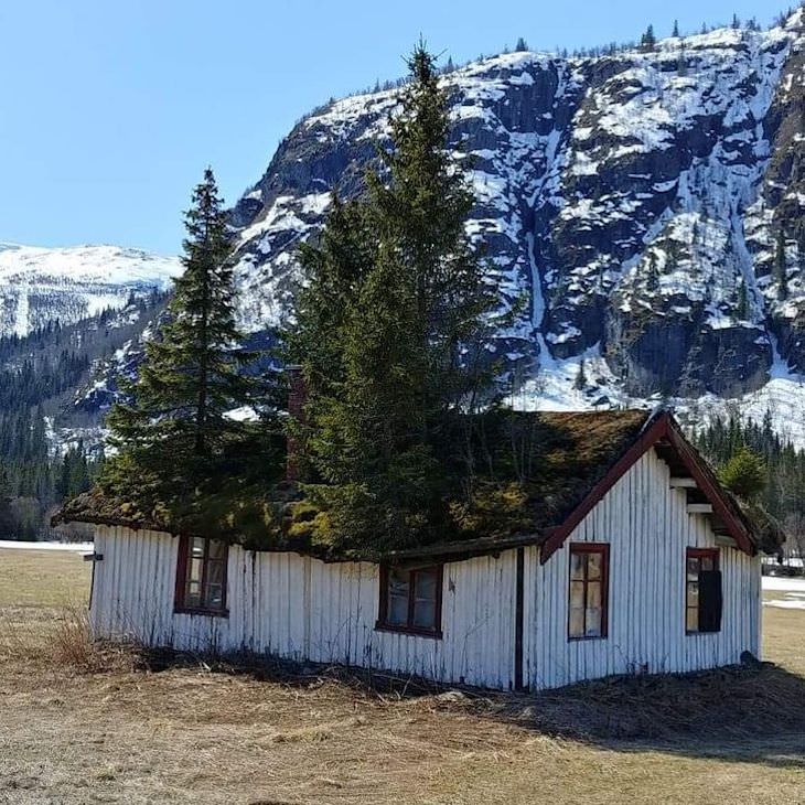 16 Photos Celebrating the Immense Power of Nature overgrown roof