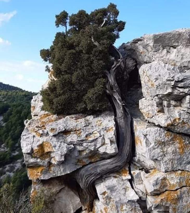 16 Photos Celebrating the Immense Power of Nature bent tree