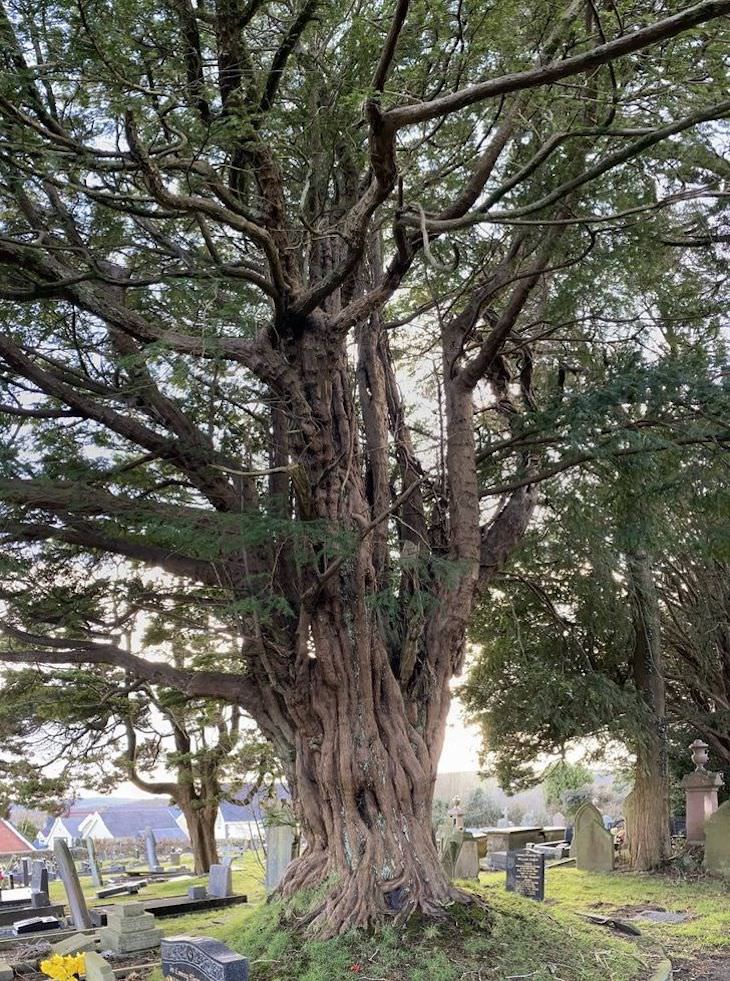 16 Photos Celebrating the Immense Power of Nature ancient tree