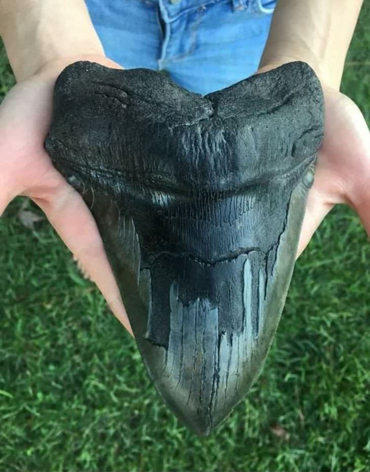 16 Photos Celebrating the Immense Power of Nature Megalodon tooth