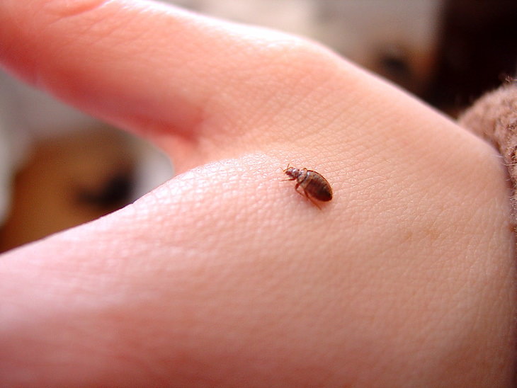 Bed Bugs on a hand