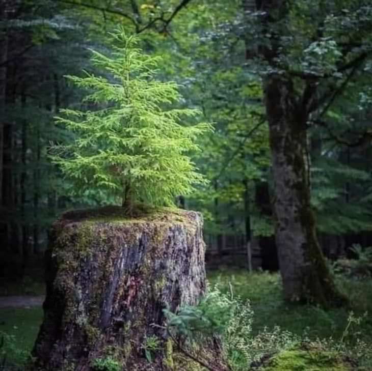 16 Photos Celebrating the Immense Power of Nature budding tree