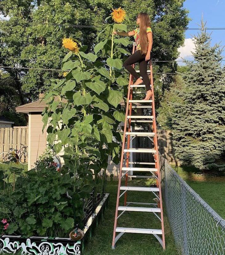 16 Photos Celebrating the Immense Power of Nature giant sunflowers