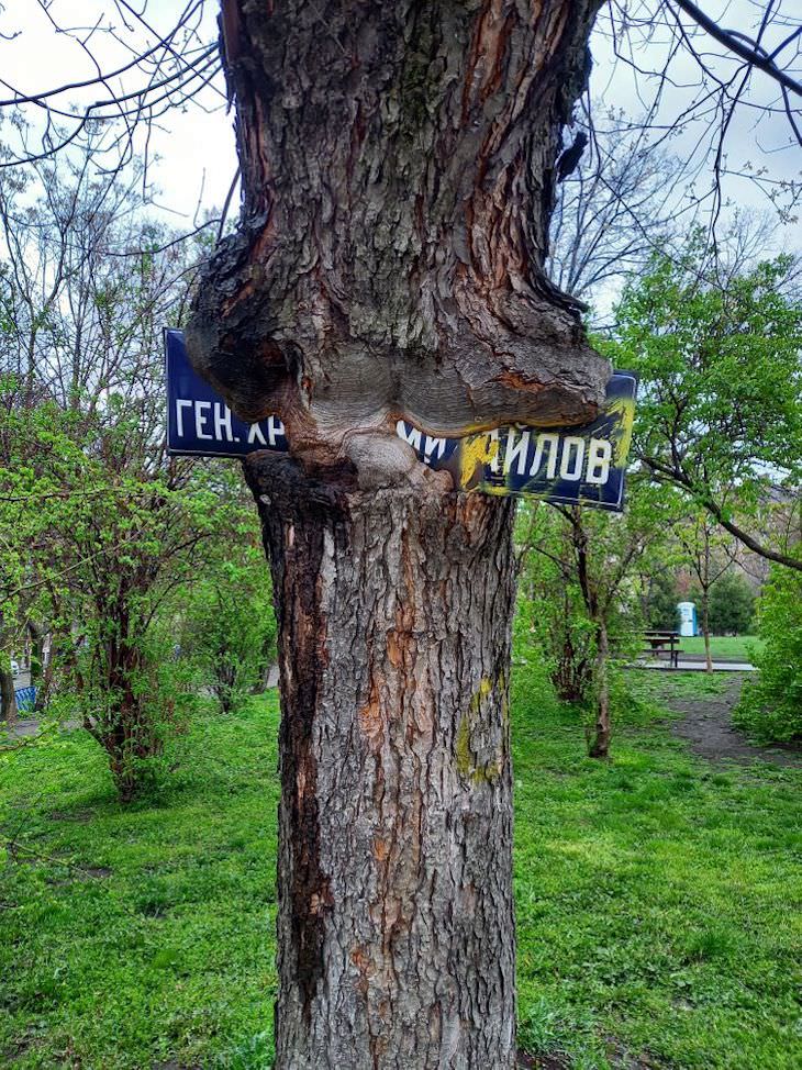 16 Photos Celebrating the Immense Power of Nature tree eating away at sign