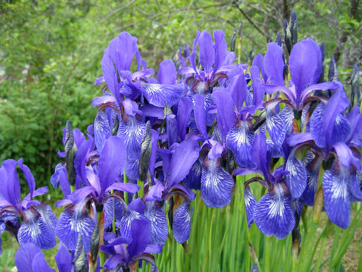 Origins of Flower Names iris
