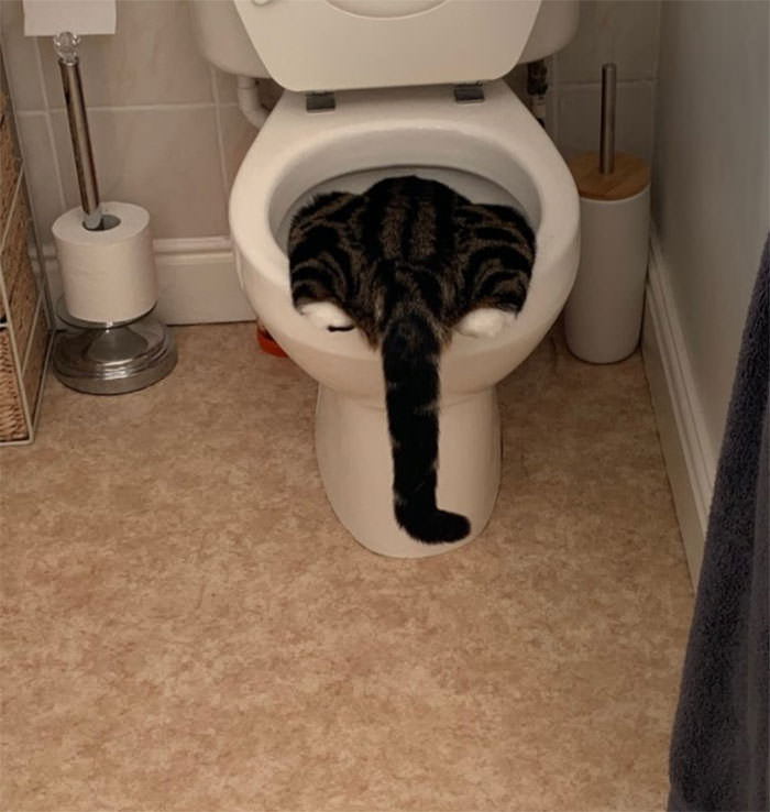 Cats in Weird Places toilet