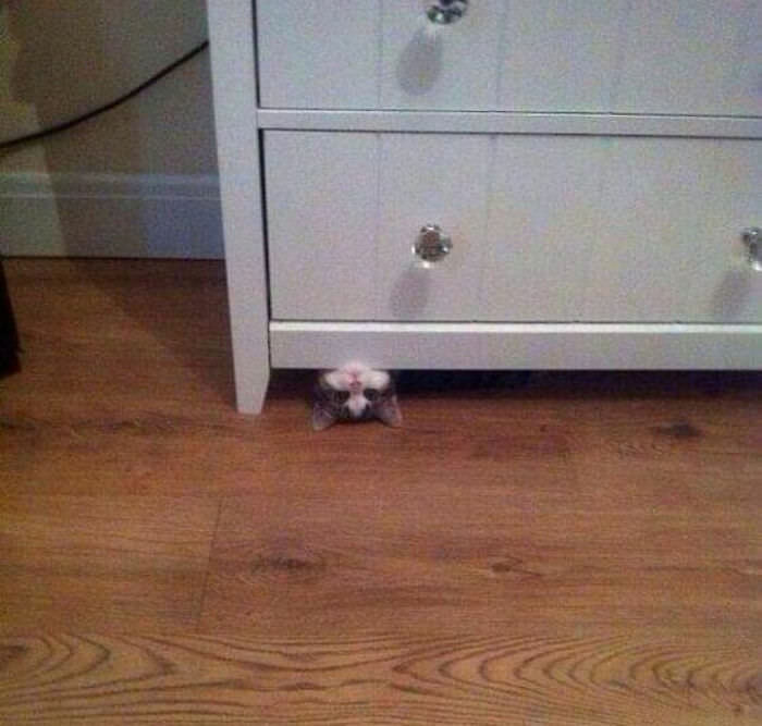 Cats in Weird Places under the cupboard