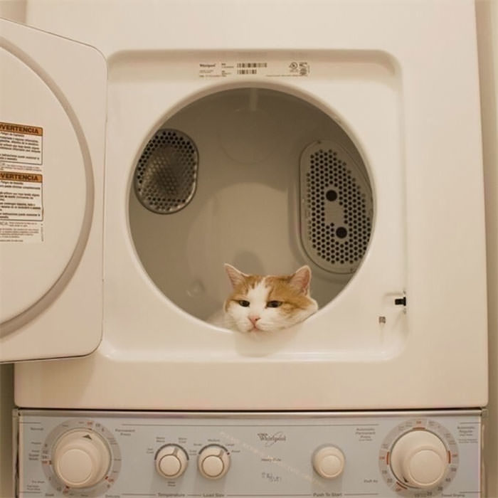 Cats in Weird Places washing machine