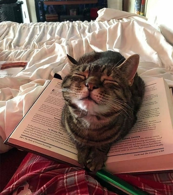 Cats in Weird Places on a book
