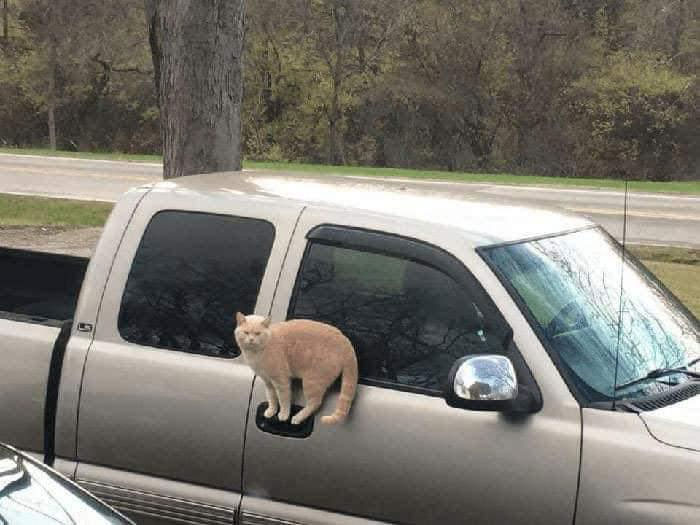 Cats in Weird Places car
