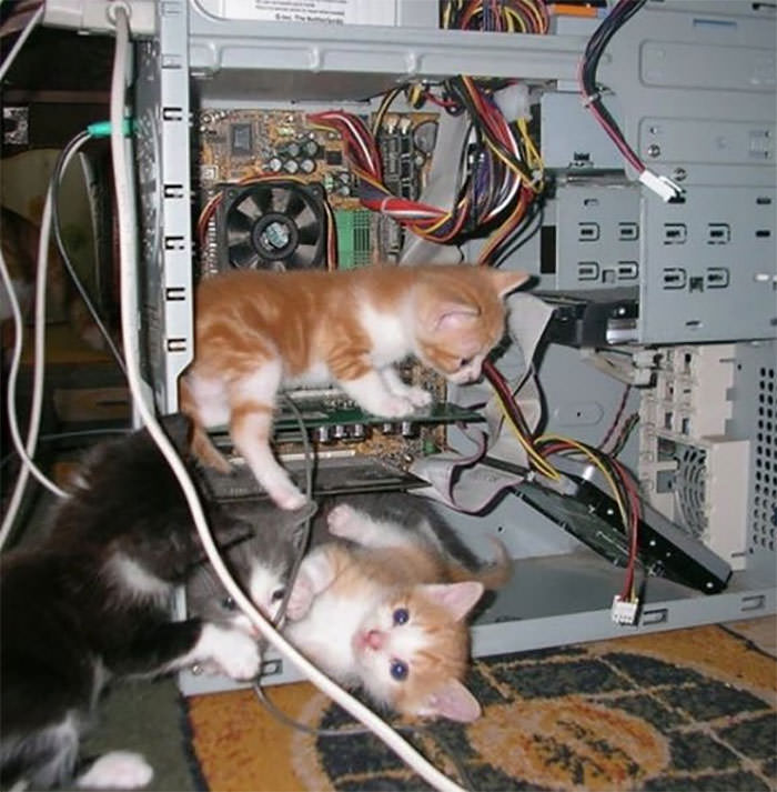 Cats in Weird Places computer