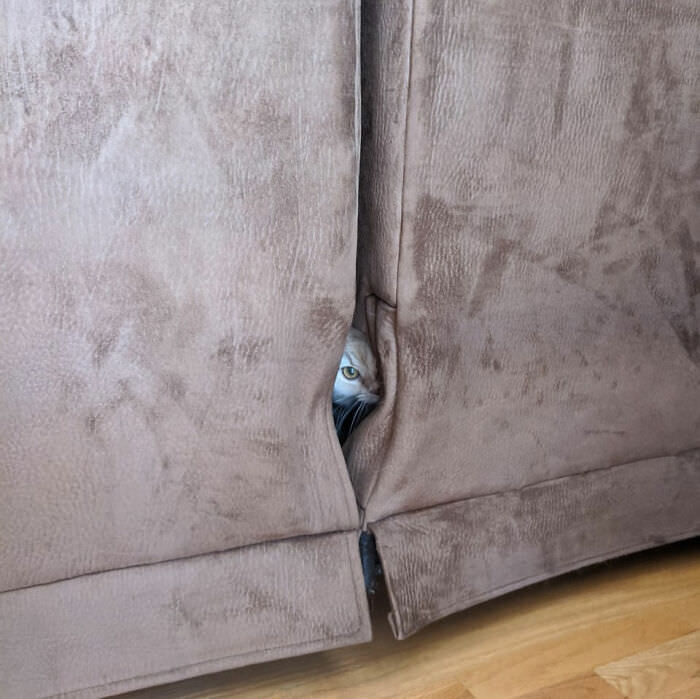 Cats in Weird Places sofa
