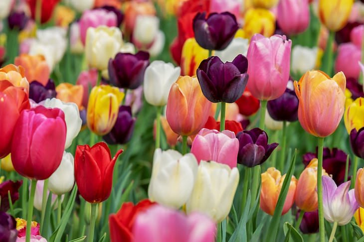 Origins of Flower Names tulip
