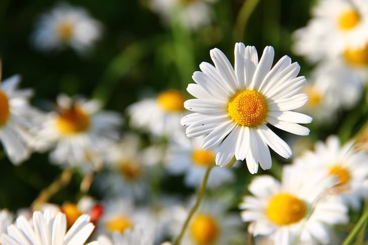 Origins of Flower Names daisy
