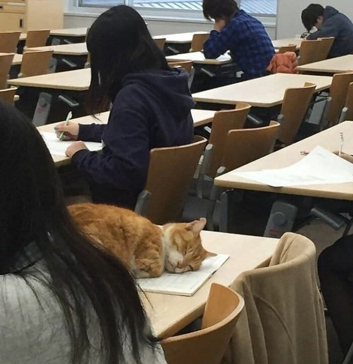 Cats in Weird Places school