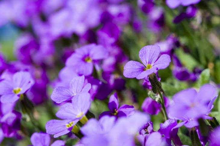 Origins of Flower Names violet