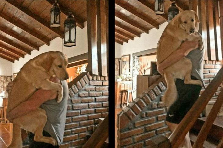 Hilarious Animal Moments Labrador carried upstairs