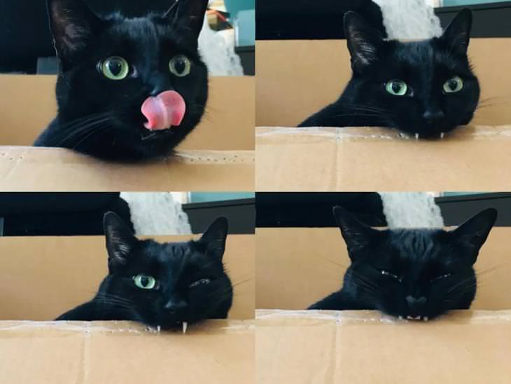 Hilarious Animal Moments naughty black kitty