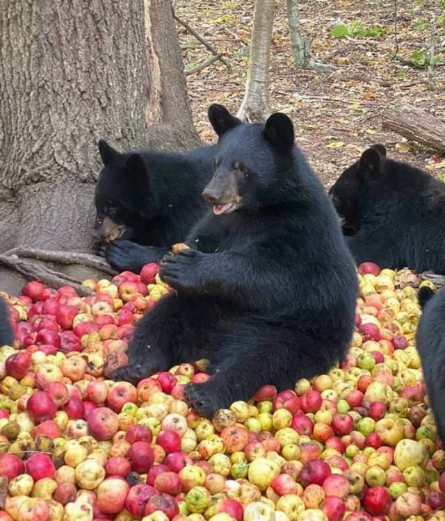 Hilarious Animal Moments bear on a pile of apples