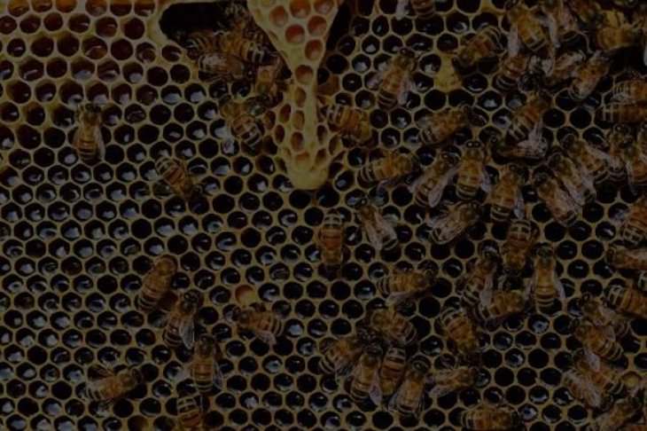 Strange and Creepy Facts on Various Topics bees