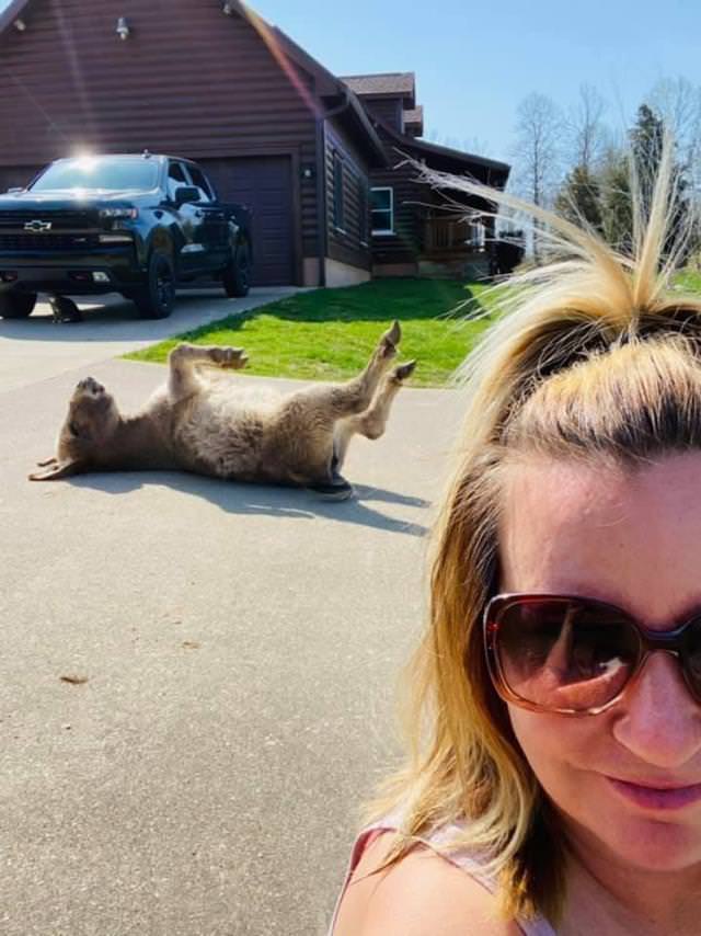 Hilarious Animal Moments donkey sunbathing