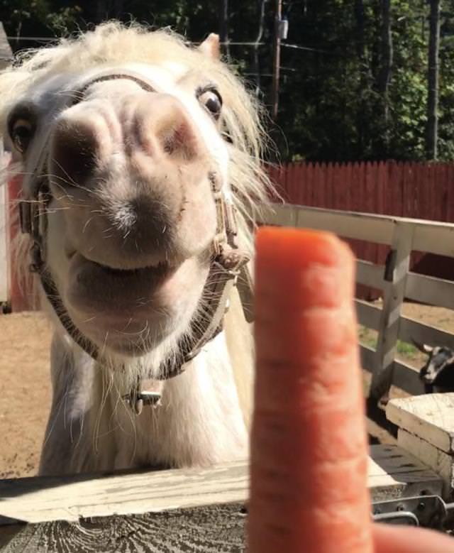 Hilarious Animal Moments horse carrot