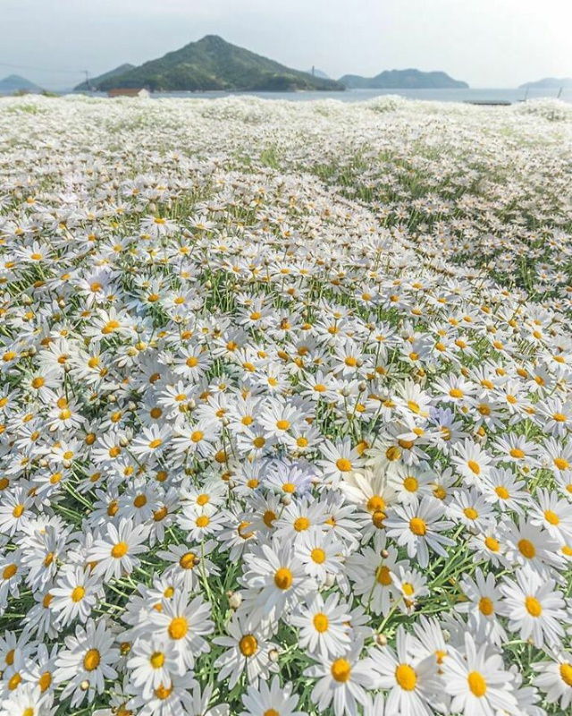 Beautiful Flowers Urashima Flower Park