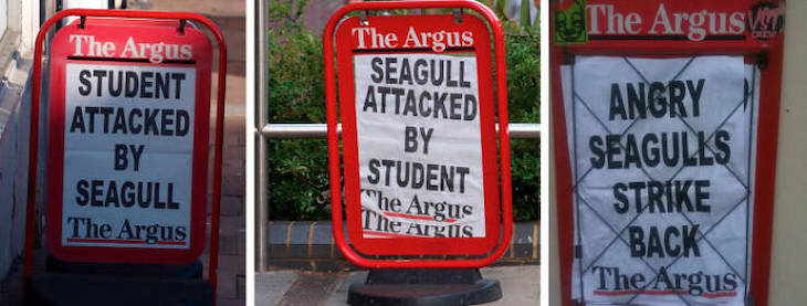 14 Hilarious Situation Spotted in the UK seagull attacks