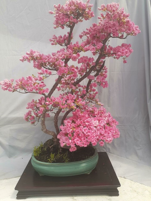 Beautiful Flowers Azalea bonsai