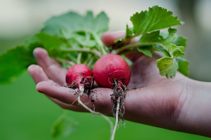 Easy Plants to Grow in Containers radishes