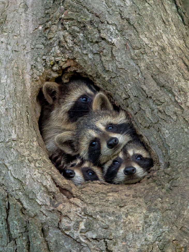 2021 Comedy Wildlife Photo Awards, raccoon 