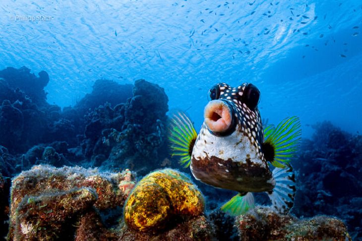 2021 Comedy Wildlife Photo Awards, box fish, underwater
