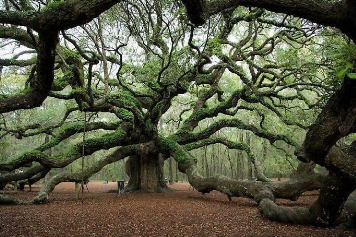 Beautiful Flowers Angel Oak