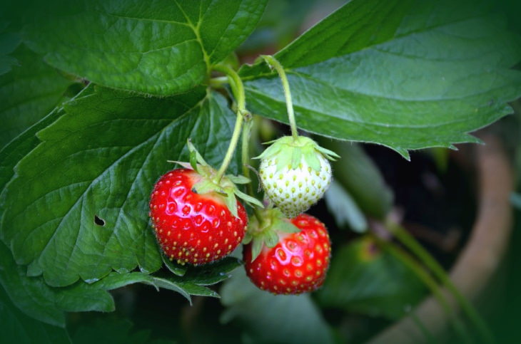 Easy Plants to Grow in Containers Strawberries