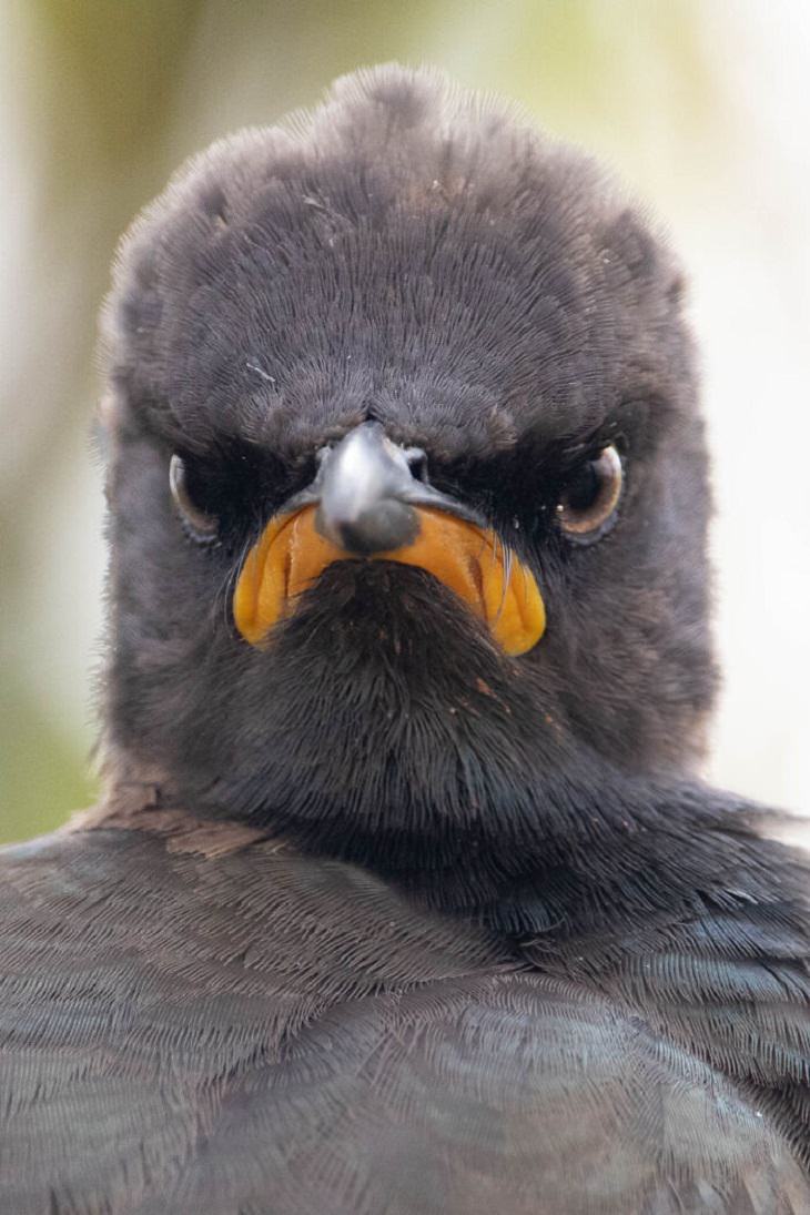 2021 Comedy Wildlife Photo Awards, pigeon