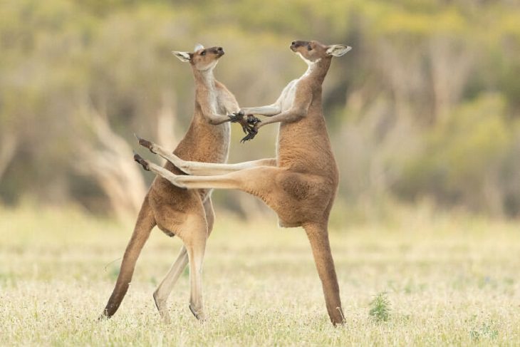 2021 Comedy Wildlife Photo Awards, kangaroo 