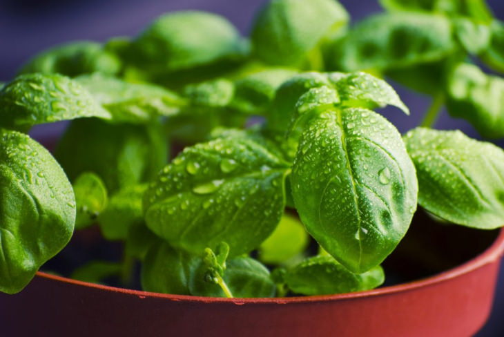 Easy Plants to Grow in Containers basil