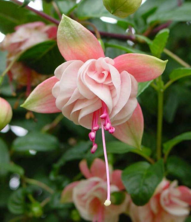 Beautiful Flowers Pink Fuchsia (Fuchsia Hybrida)