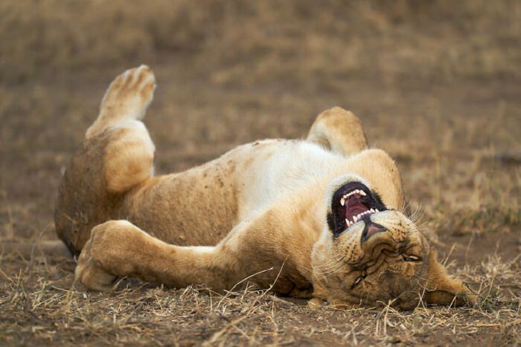 2021 Comedy Wildlife Photo Awards, lion