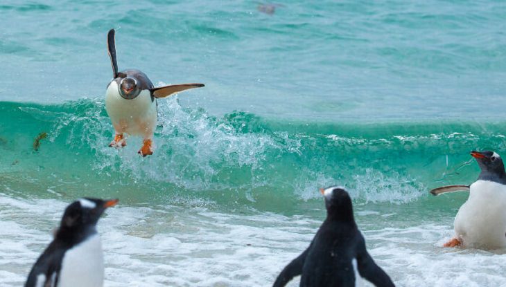 2021 Comedy Wildlife Photo Awards, penguins