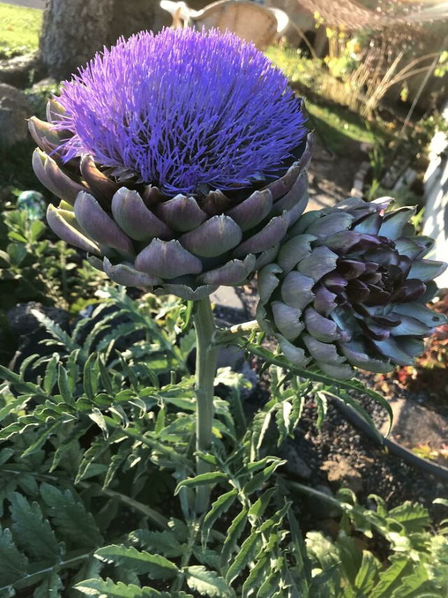 Beautiful Flowers Artichoke